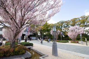 徳川園、桜、3月の春の花、名古屋市東区の観光・撮影スポットの画像と写真