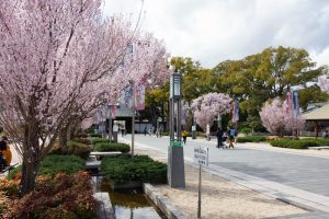徳川園、桜、3月の春の花、名古屋市東区の観光・撮徳川園、桜、3月の春の花、名古屋市東区の観光・撮影スポットの画像と写真