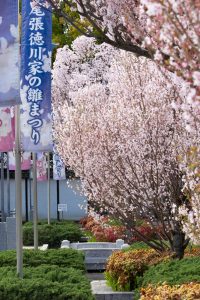 徳川園、桜、3月の春の花、名古屋市東区の観光・撮影スポットの画像と写真