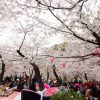 鶴舞公園、桜、3月の春の花、名古屋市昭和区の観光・撮影スポットの画像と写真