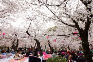 鶴舞公園、桜、3月の春の花、名古屋市昭和区の観光・撮影スポットの画像と写真