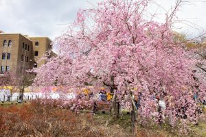 鶴舞公園、桜、鶴舞公園、桜、3月の春の花、名古屋市昭和区の観光・撮影スポットの画像と写真
