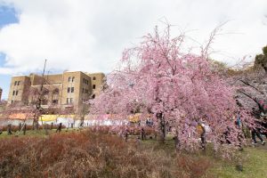 鶴舞公園、桜、3月の春の花、名古屋市昭和区の観光・撮影スポットの画像と写真鶴舞公園、桜、3月の春の花、名古屋市昭和区の観光・撮影スポットの画像と写真