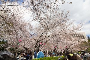鶴舞公園鶴舞公園、桜、3月の春の花、名古屋市昭和区の観光・撮影スポットの画像と写真