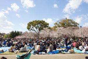 鶴舞公園、桜、3月の春の花、名古屋市昭和区の観光・撮影スポットの画像と写真