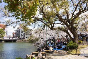 鶴舞公園、桜、3月の春の花、名古屋市昭和区の観光・撮影スポットの画像と写真