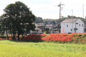 矢勝川、彼岸花、9月の秋の花、愛知県半田市の観光・撮影スポットの画像と写真