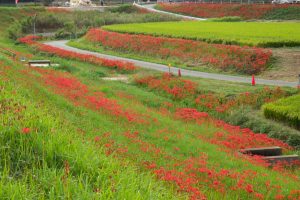 矢勝川、彼岸花、9月の秋の花、愛知県半田市の観光・撮影スポットの画像と写真