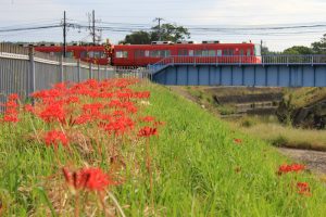 矢勝川、彼岸花、9月の秋の花、愛知県半田市の観光・撮影スポットの画像と写真