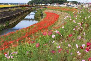 矢勝川、彼岸花、9月の秋の花、愛知県半田市の観光・撮影スポットの画像と写真
