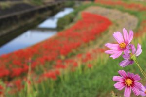 矢勝川、彼岸花、9月の秋の花、愛知県半田市の観光・撮影スポットの画像と写真