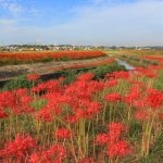 矢勝川、彼岸花、9月の秋の花、愛知県半田市の観光・撮影スポットの画像と写真