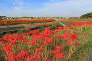 矢勝川、彼岸花、9月の秋の花、愛知県半田市の観光・撮影スポットの画像と写真