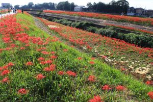 矢勝川、彼岸花、9月の秋の花、愛知県半田市の観光・撮影スポットの画像と写真