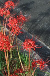 矢勝川、彼岸花、9月の秋の花、愛知県半田市の観光・撮影スポットの画像と写真