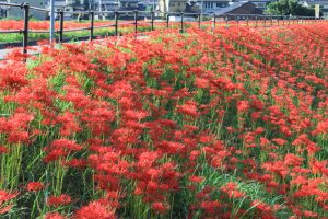 矢勝川、彼岸花、9月の秋の花、愛知県半田市の観光・撮影スポットの画像と写真