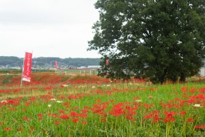 矢勝川、彼岸花、9月の秋の花、愛知県半田市の観光・撮影スポットの画像と写真