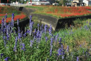矢勝川、彼岸花、9月の秋の花、愛知県半田市の観光・撮影スポットの画像と写真