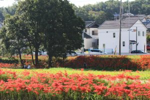 矢勝川、彼岸花、9月の秋の花、愛知県半田市の観光・撮影スポットの画像と写真