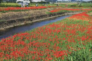 矢勝川、彼岸花、9月の秋の花、愛知県半田市の観光・撮影スポットの画像と写真