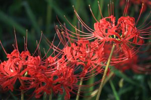 矢勝川、彼岸花、9月の秋の花、愛知県半田市の観光・撮影スポットの画像と写真