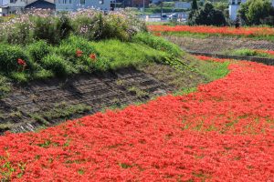 矢勝川、彼岸花、9月の秋の花、愛知県半田市の観光・撮影スポットの画像と写真