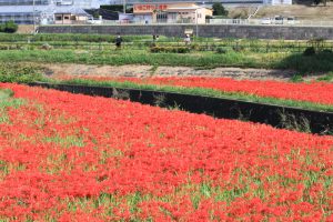 矢勝川、彼岸花、9月の秋の花、愛知県半田市の観光・撮影スポットの画像と写真