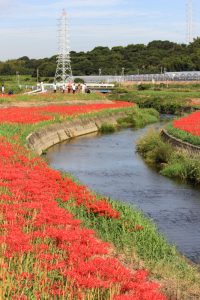 矢勝川、彼岸花、9月の秋の花、愛知県半田市の観光・撮影スポットの画像と写真