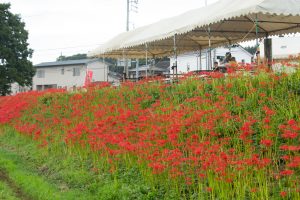矢勝川、彼岸花、9月の秋の花、愛知県半田市の観光・撮影スポットの画像と写真