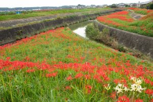 矢勝川、彼岸花、9月の秋の花、愛知県半田市の観光・撮影スポットの画像と写真