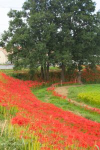 矢勝川、彼岸花、9月の秋の花、愛知県半田市の観光・撮影スポットの画像と写真