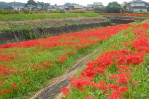 矢勝川、彼岸花、9月の秋の花、愛知県半田市の観光・撮影スポットの画像と写真