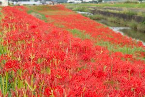 矢勝川、彼岸花、9月の秋の花、愛知県半田市の観光・撮影スポットの画像と写真