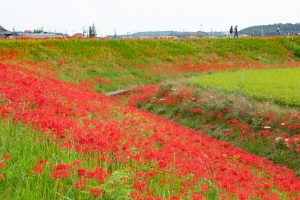 矢勝川、彼岸花、9月の秋の花、愛知県半田市の観光・撮影スポットの画像と写真