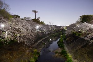 山崎川、桜、ライトアップ　３月の春の花、名古屋市瑞穂区の観光・撮影スポットの画像と写真