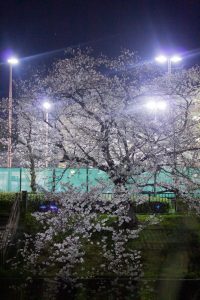 山崎川、桜、ライトアップ　３月の春の花、名古屋市瑞穂区の観光・撮影スポットの画像と写真