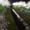 山崎川、桜、ライトアップ　３月の春の花、名古屋市瑞穂区の観光・撮影スポットの画像と写真