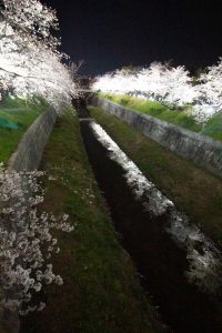 山崎川、桜、ライトアップ　３月の春の花、名古屋市瑞穂区の観光・撮影スポットの画像と写真