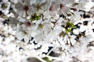 山崎川、桜、ライトアップ　３月の春の花、名古屋市瑞穂区の観光・撮影山崎川、桜、ライトアップ　３月の春の花、名古屋市瑞穂区の観光・撮影スポットの画像と写真