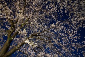 山崎川、桜、ライトアップ　３月の春の花、名古屋市瑞穂区の観光・撮影スポットの画像と写真