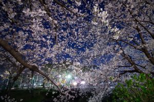 山崎川、桜、ライトアップ　３月の春の花、名古屋市瑞穂区の観光・撮影スポットの画像と写真