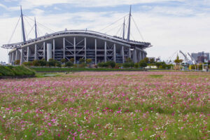 豊田市コスモス畑、コスモス、豊田スタジアム、豊田大橋、10月の秋の花、愛知県豊田市の観光・撮影スポットの画像と写真