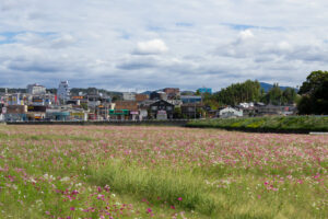 豊田市コスモス畑、コスモス、豊田スタジアム、豊田大橋、10月の秋の花、愛知県豊田市の観光・撮影スポットの画像と写真