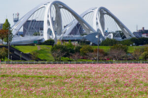 豊田市コスモス畑、コスモス、豊田スタジアム、豊田大橋、10月の秋の花、愛知県豊田市の観光・撮影スポットの画像と写真
