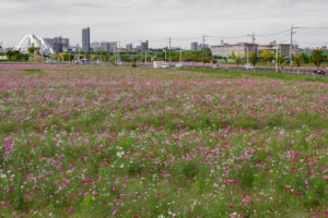 豊田市コスモス畑、コスモス、豊田スタジアム、豊田大橋、10月の秋の花、愛知県豊田市の観光・撮影スポットの画像と写真