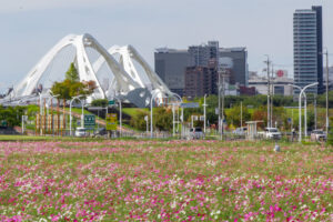 豊田市コスモス畑、コスモス、豊田スタジアム、豊田大橋、10月の秋の花、愛知県豊田市の観光・撮影スポットの画像と写真