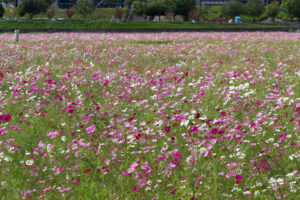 豊田市コスモス畑、コスモス、豊田スタジアム、豊田大橋、10月の秋の花、愛知県豊田市の観光・撮影スポットの画像と写真