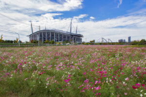 豊田市コスモス畑、コスモス、豊田スタジアム、豊田大橋、10月の秋の花、愛知県豊田市の観光・撮影スポットの画像と写真
