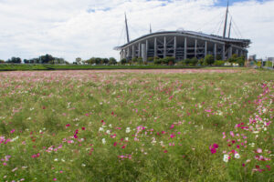 豊田市コスモス畑、コスモス、豊田スタジアム、豊田大橋、10月の秋の花、愛知県豊田市の観光・撮影スポットの画像と写真