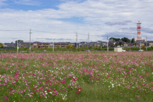 豊田市コスモス畑、コスモス、豊田スタジアム、豊田大橋、10月の秋の花、愛知県豊田市の観光・撮影スポットの画像と写真